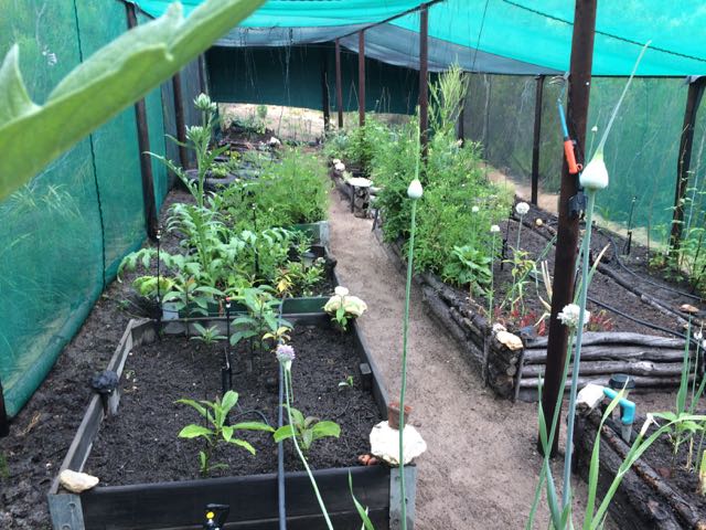 Our organic garden