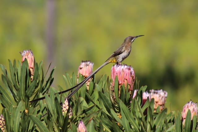 Cape Sugar bird or Flap