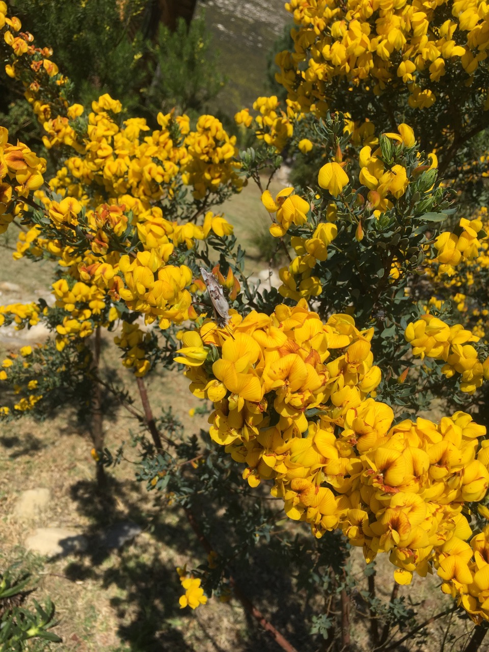 Honeybush flowering. Sweet honey smell!